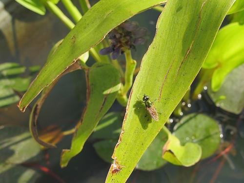 Chloromyia sp.